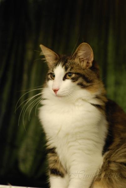DSC_2775.JPG - Sweet Madame... She's got white strong whiskers just like her mom and grandmother :-)