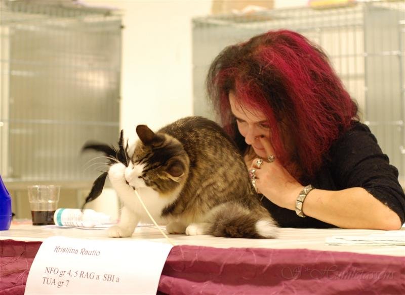 DSC_2896.JPG - Judge Kristiina was nice and while she was doing some paper work Madame lent her toy. It's feathers on it and I'm a forest cat!