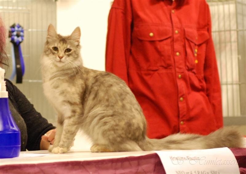 DSC_2939.JPG - We also studied a category 4 female, an turkish angora...