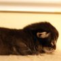 <3 Giulietta's profile... <3