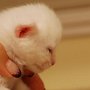 Tipo is a strong male with alovely forehead,, chin and profile. Can't hardly wait to see him grow...