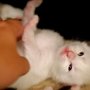 Ticle my belly! Moooore!